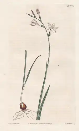Hesperantha pilosa. Hairy evening-flower Tab. 1475 - South Africa / Pflanze plant / flower flowers Blume Blume