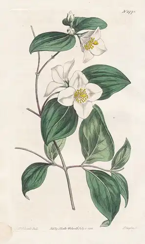 Philadelphus inodorus. Carolina scentless philadelphus. Tab. 1478 - Scentless Mock Orange / Carolina / Pflanze