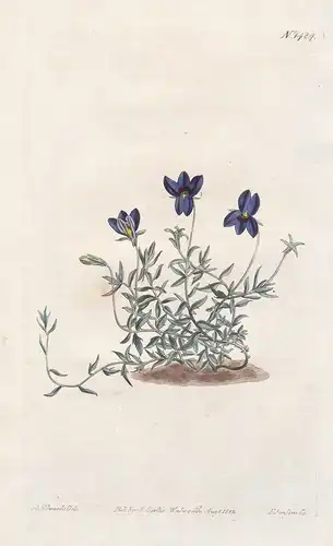 Lobelia unidentata. Single-toothed Lobelia. Tab. 1484 - South Africa / Pflanze plant / flower flowers Blume Bl