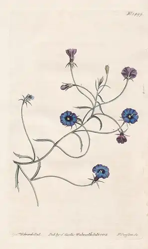Lobelia speculum. Looking-glass lobelia. Tab. 1499 - South Africa / Pflanze plant / flower flowers Blume Blume