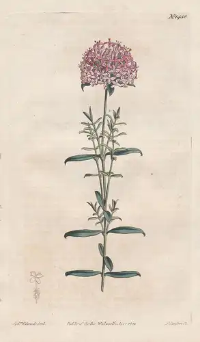 Pimelea rosea. Rose-coloured pimelea. Tab. 1458 - Rose Banjine / Australia / Pflanze plant / flower flowers Bl