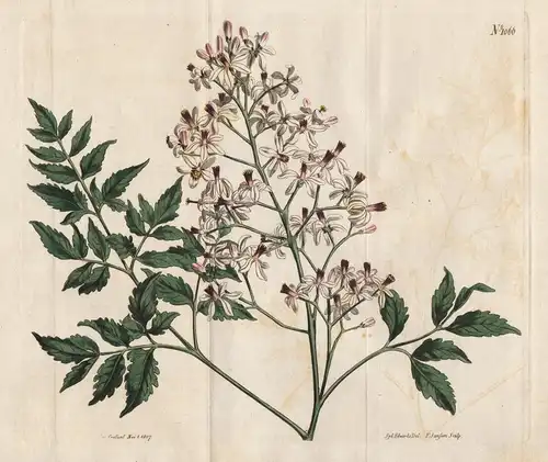 Melia azedarach. Common bead-tree. Tab. 1066 - chinaberry tree Zedrachbaum / Pflanze plant / flower flowers Bl