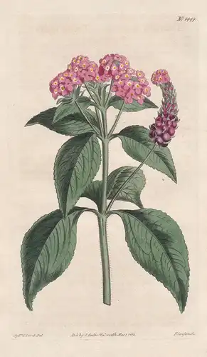 Lantana trifolia. Three-leaved lantana. Tab. 1449 - West Indies / Pflanze plant / flower flowers Blume Blumen
