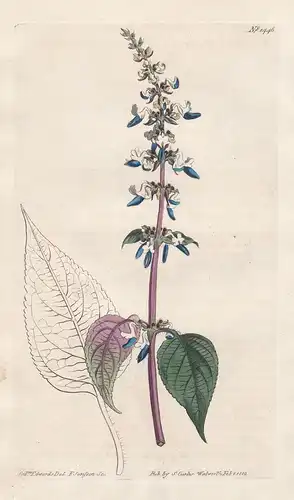 Ocimum scutellarioides. Skull-candy like basil. Tab. 1446 - coleus Buntnessel / East Indies / Pflanze plant /