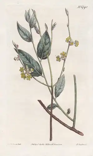 Laurus Diospyrus. Twiggy bay. Tab. 1470 - North America / Pflanze plant / flower flowers Blume Blumen / botani