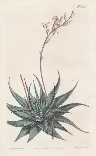 Aloe radula. Rasp-leaved aloe. Tab. 1345 - Haworthiopsis attenuata zebra haworthia / South Africa / Pflanze pl