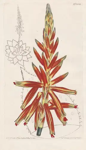 Aloe depressa. Short-leaved perfoliate aloe. Tab. 1332 - Aloe perfoliata rubble aloe / South Africa / Pflanze