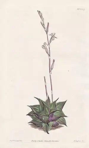 Aloe mirabilis. Rough-leaved cushion aloe. Tab. 1354 - Haworthia mirabilis / South Africa / Pflanze plant / fl