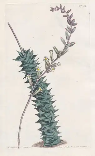 Aloe recurva. Recurved aloe. Tab. 1353 - South Africa / Pflanze plant / flower flowers Blume Blumen / botanica