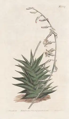 Aloe rigida. Stiff-leaved aloe. Tab. 1337 - Haworthia rigida / South Africa / Pflanze plant / flower flowers B