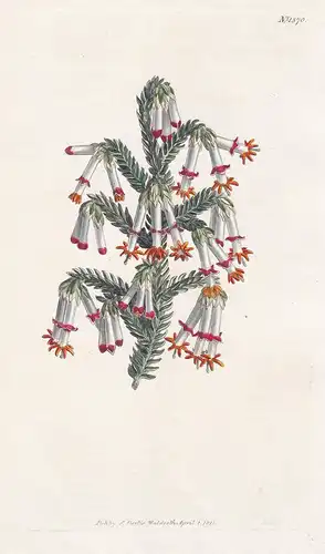 Erica monadelpha. Monadelphus heath. Tab. 1370 - South Africa / Pflanze plant / flower flowers Blume Blumen /