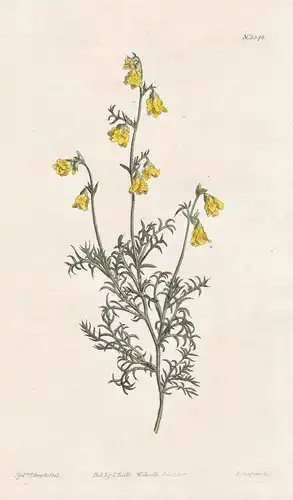 Hermannia trnuifolia. Fine-leaved hermannia. Tab. 1348 - Hermannia confusa / South Africa / Pflanze plant / fl