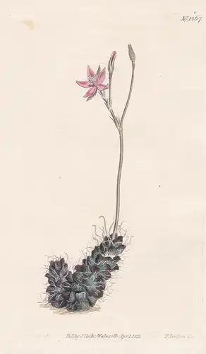 Anacampseros filamentosa. Thready anacampseros. Tab. 1367 - Anacampseros filamentosa / Pflanze plant / flower