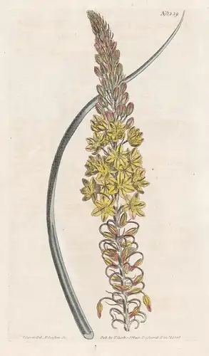 Anthericum Longiscapum. Glaucous-leaved anthericum. Tab. 1339 - Bulbine asphodeloides / South Africa / Pflanze
