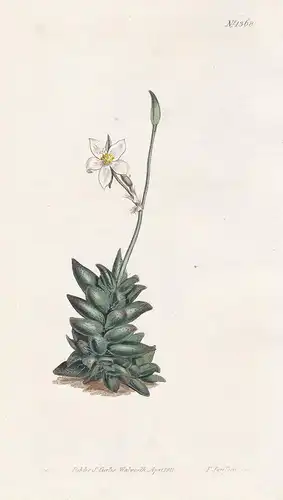 Anacampseros arachnoides. White-flowered anacampseros. Tab. 1368 - Anacampseros filamentosa / South Africa / P