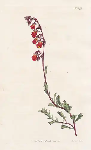 Hermannia flammea. Night-smelling hermannia. Tab. 1349 - South Africa / Pflanze plant / flower flowers Blume B