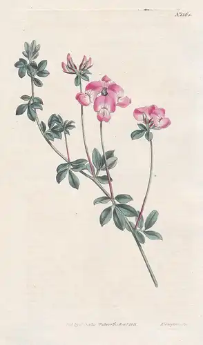 Lotus australis. New-Holland lotus. Tab. 1365 - austral trefoil / South Africa / Pflanze plant / flower flower