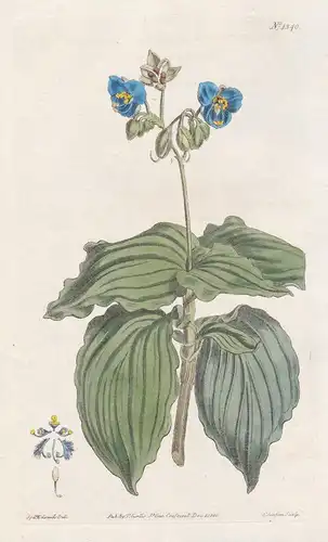 Tradescantia erecta. Upright spiderwort. Tab. 1340 - inchplant / Mexico / Pflanze plant / flower flowers Blume