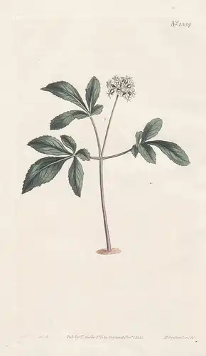 Panax pusilla. Lesser panax. Tab. 1334 - Dwarf ginseng / North America / Pflanze plant / flower flowers Blume