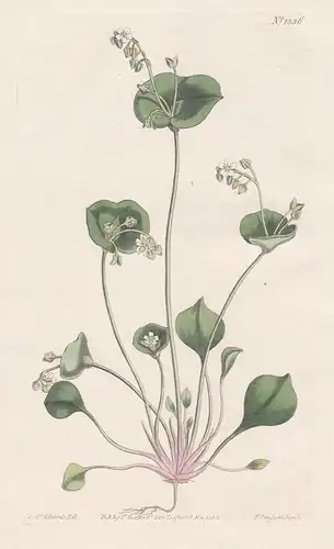 Claytonia perfoliata. Perfoliate Claytonia. Tab. 1336 - miner's lettuce Tellerkraut / America / Pflanze plant