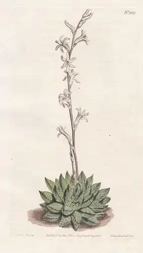 Aloe arachnoides reticulata. Pale netted-veined-leaved dwarf aloe. Tab. 1314 - Haworthia arachnoidea / South A