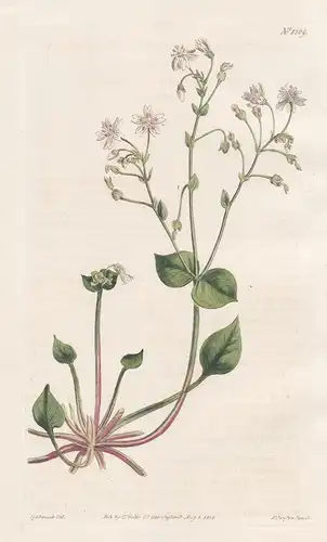 Claytonia alsinoides. Chickweed claytonia. Tab. 1309 - Claytonia sibirica pink purslane / Alaska / Pflanze pla