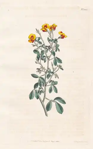Goodia pubescens. Hairy goodia. Tab. 1310 - golden tip / Australia / Pflanze plant / flower flowers Blume Blum