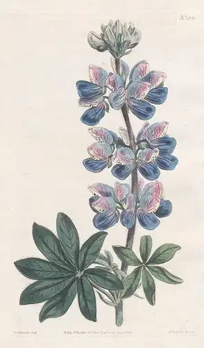 Lupinus nootkatensis. Nootka-sound lupin. Tab. 1311 - Nootka lupine / Alaska / Pflanze plant / flower flowers