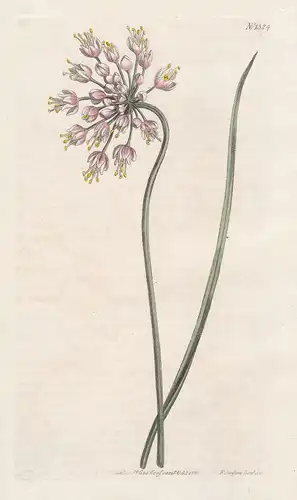 Allium cernuum. Bowed-umbelled garlic. Tab. 1324 - nodding onion lady's leek North America / Pflanze plant / f