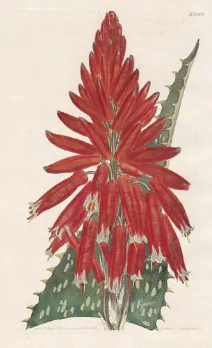 Aloe picta. Spotted-leaved aloe. Tab. 1323 - Aloe maculata / South Africa / Pflanze plant / flower flowers Blu