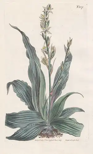 Chlorophytum inornatum. Greenish-flowered chlorophytum. Tab. 1071 - Jamaica / Pflanze plant / flower flowers B