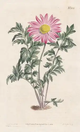 Chrysantheum coccineum. Red-flowered chrysanthemum. Tab. 1080 - Caucasus / Pflanze plant / flower flowers Blum