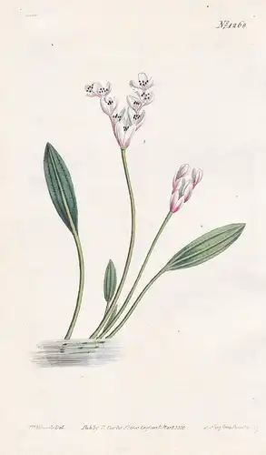 Aponogeton angustifolium. Narrow-leaved aponogeton. Tab. 1268 -  South Africa / Pflanze plant / flower flowers