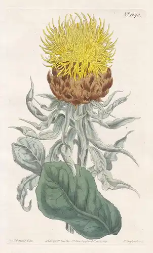 Centaurea macrocephala. Large-headed yellow centaury. Tab. 1248 - bighead knapweed Großköpfige Flockenblume /