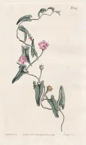 Convulvulus erubescens. Maiden-blush bindweed. Tab. 1067 - blushing bindweed / Australia / Pflanze plant / flo