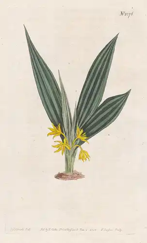 Curculigo orchioides. Lance-leaved curculigo. Tab. 1076 - golden eye-grass / East Indies / Pflanze plant / flo