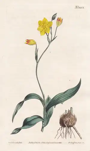 Cyanella lutea. Yellow cyanella. Tab. 1252 - South Africa / Pflanze plant / flower flowers Blume Blumen / bota