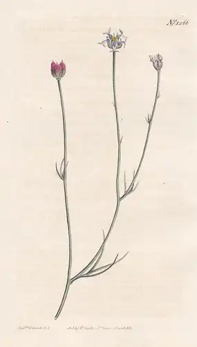 Garidella nigellastrum. Fennel-leaved garidella. Tab. 1266 - Schwarzkümmel Nigella / Pflanze plant / flower fl