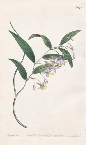 Eustrephus latifolius. Broadest-leaved eustrephus. Tab. 1245 - Wombatbeere / Australia / Pflanze plant / flowe