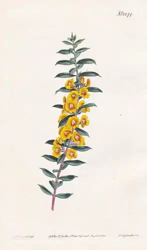 Dillwynia obovata. Cross-leaved dillwynia. Tab. 1274 - Eutaxia myrtifolia / Australia / Pflanze plant / flower