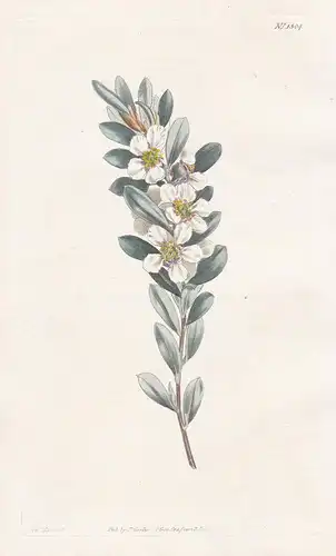 Fabricia laevigata. Smooth fabricia. Tab. 1304 - Pflanze plant / flower flowers Blume Blumen / botanical Botan