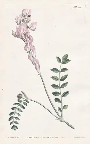 Hedysarum capitatum. Sceptre-flowered hedysarum. Tab. 1251 - Süßklee sweetvetch / Caucasus / Pflanze plant / f