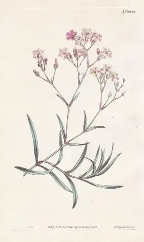 Gypsophila prostrata. Trailing gypsophila. Tab. 1281 - Pflanze plant / flower flowers Blume Blumen / botanical