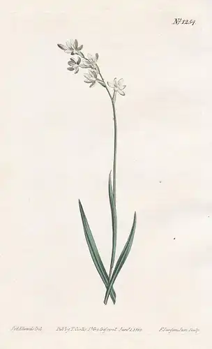 Hesperantha pilosa. Grass-leaved evening-flower. Tab. 1254 - Hesperantha South Africa / Pflanze plant / flower