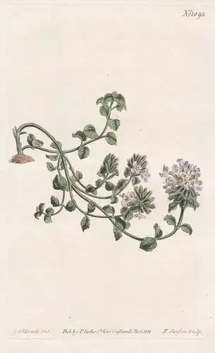 Ziziphora pouschkini. Hairy-headed ziziphora. Tab. 1093 - Caucasus / Pflanze plant / flower flowers Blume Blum