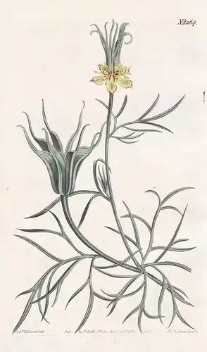 Nigella orientalis. Oriental fennel-flower. Tab. 1264 - Orientalischer Schwarzkümmel / Syria Syrien / Pflanze