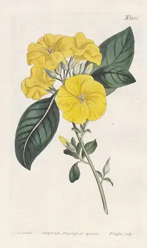 Linum trigynum. Three-styled flax. Tab. 1100 - French flax / East Indies / Pflanze plant / flower flowers Blum