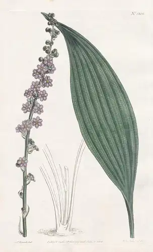 Peliosanthes teta. Green-flowered teta. Tab. 1302 - India Bengal / Pflanze plant / flower flowers Blume Blumen