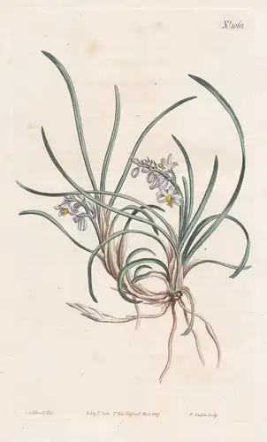 Ophiopogon japonicus. Japan snakesbeard. Tab. 1063 - dwarf lilyturf / China Japan / Pflanze plant / flower flo