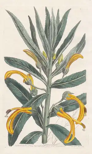 Lobelia gigantea. Gigantic lobelia. Tab. 1325 - Chile / Pflanze plant / flower flowers Blume Blumen / botanica